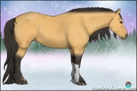 Horse Color:Buckskin 