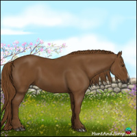 Horse Color:Gray Chestnut 