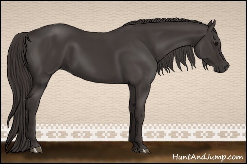 Horse Color:Smoky Black