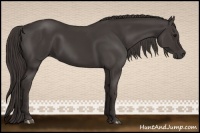 Horse Color:Smoky Black 