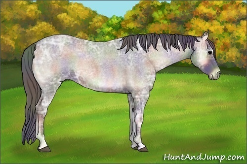 Horse Color:Nacre Blue Onyx Ice Roan 