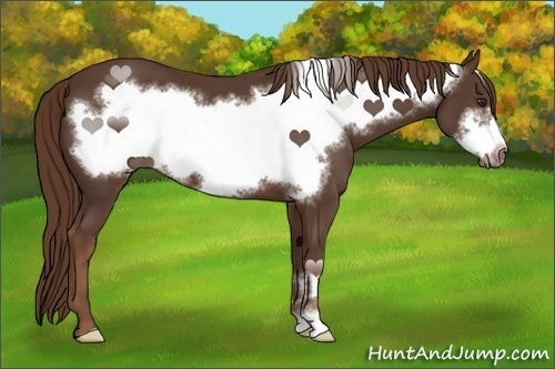 Horse Color:Liver Chestnut Frame