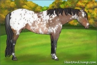 Horse Color:White Spotted Brown Appaloosa Rabicano 