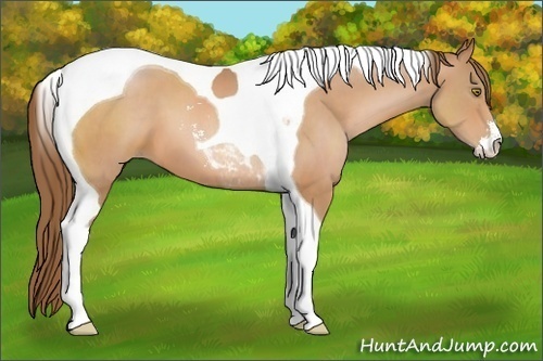 Horse Color:Brown Pearl Sabino Tobiano 