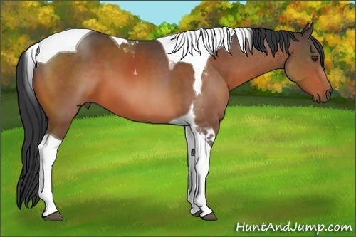 Horse Color:Brown Sabino Tobiano 