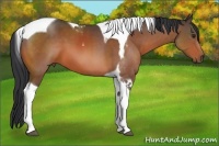 Horse Color:Brown Sabino Tobiano