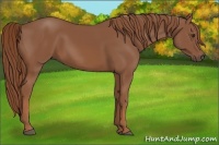 Horse Color:Chestnut 