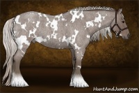 Horse Color:White Spotted Silver Blue Roan 