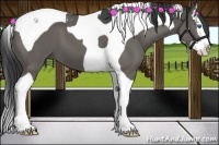 Horse Color:Black Splash Tobiano