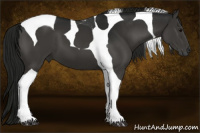 Horse Color:Gray Black Tobiano 