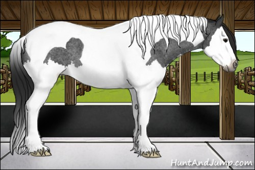 Horse Color:Gray Smoky Blue Roan Splash Tobiano