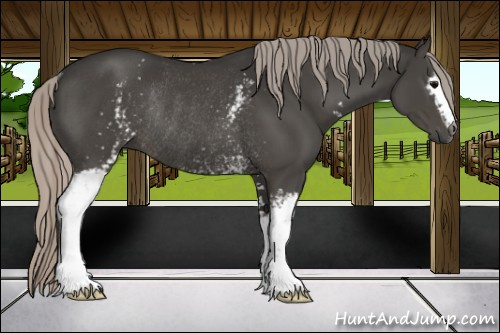 Horse Color:Gray White Spotted Silver Black Sabino Rabicano
