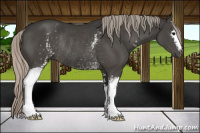 Horse Color:Gray White Spotted Silver Black Sabino Rabicano 
