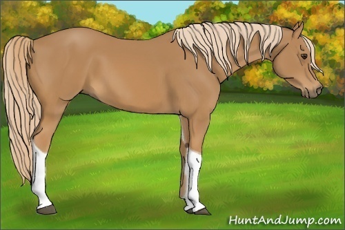 Horse Color:Chestnut Tobiano 