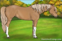 Horse Color:Chestnut Tobiano