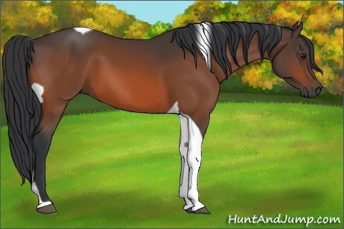 Horse Color:Bay Tobiano 