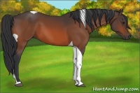 Horse Color:Bay Tobiano