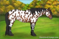 Horse Color:Bay Appaloosa 