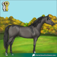 Horse Color:Grullo