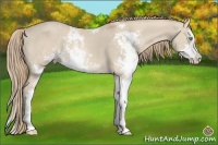 Horse Color:Smoky Creme Dun Sabino Rabicano