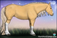 Horse Color:Palomino 