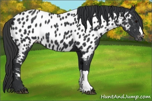 Horse Color:Black Near Leopard
