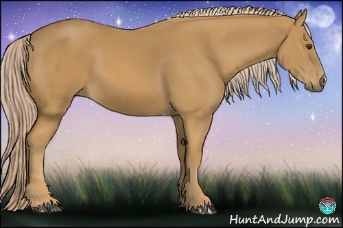 Horse Color:Palomino 
