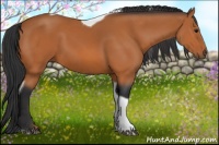 Horse Color:Bay Tobiano 