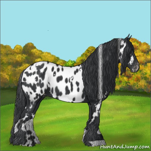 Horse Color:White Spotted Black Appaloosa