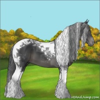 Horse Color:Black Tobiano 