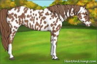 Horse Color:Chestnut Appaloosa 