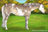 Horse Color:White Spotted Chocolate Silver Smoky Grullo Chinchilla Splash 