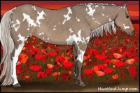 Horse Color:White Spotted Silver Grullo 