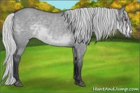 Horse Color:Silver Grullo Chinchilla 