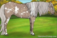 Horse Color:White Spotted Chocolate Silver Smoky Grullo Chinchilla 