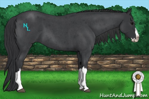 Horse Color:Blue Roan Splash 