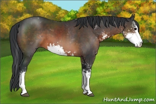 Horse Color:Brown Sabino 