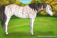 Horse Color:White Spotted Bay Splash  and White Spotted Bay Splash 