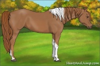 Horse Color:Chestnut Tobiano Rabicano 