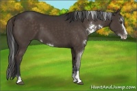 Horse Color:Liver Chestnut Sabino 