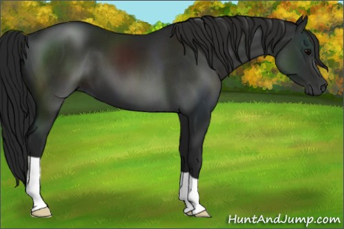 Horse Color:Gray Black 