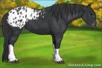 Horse Color:Black Appaloosa 