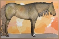 Horse Color:Chocolate Palomino Dun 