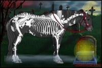 Horse Color:White Spotted Black Appaloosa