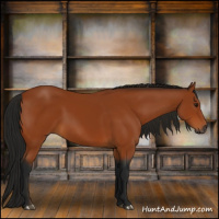 Horse Color:Gray Bay 