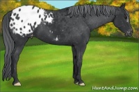 Horse Color:Black Chinchilla Appaloosa 