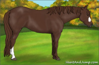 Horse Color:Gray Chestnut 