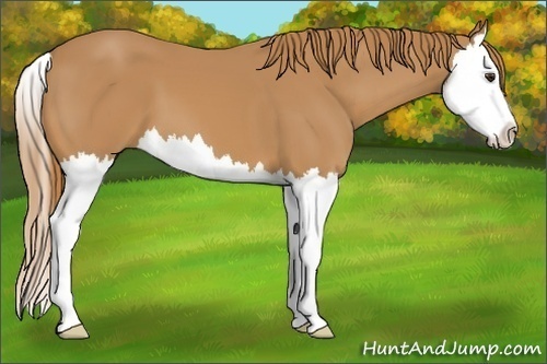 Horse Color:Chestnut Splash