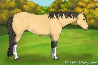 Horse Color:Buckskin Roan Tobiano