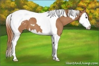 Horse Color:Chestnut Splash Tobiano Appaloosa 
